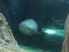 -悉尼海洋生物水族馆