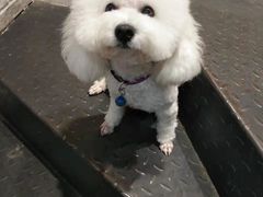 -帕帕拉兹宠物(亚洲旗舰店)