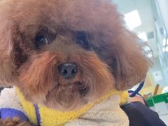 -帕帕拉兹宠物(亚洲旗舰店)