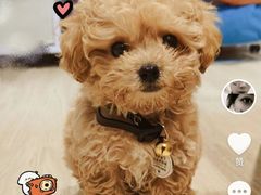 -翊宠yipet猫狗购宠庄园犬舍•猫舍