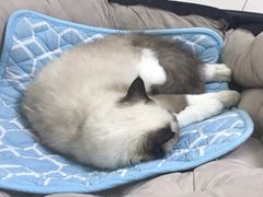 -鼓捣猫呢主题猫咖店