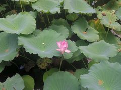 -荔湾湖公园