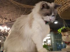 -共舞时光猫咖·狗咖(新街口店)