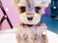 -翊宠yipet猫狗购宠庄园犬舍•猫舍