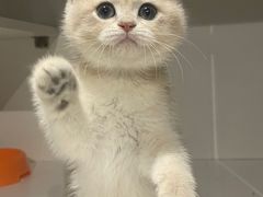 -东方名猫馆·英短金渐层布偶猫舍(环线广场1号楼店)