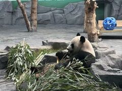 -秦皇岛野生动物园