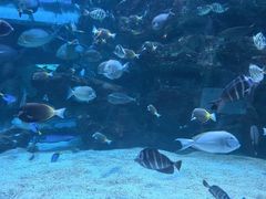 -海合安成都极地海洋公园