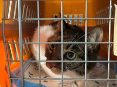 -momokira米努特·德文卷毛猫·棉花面纱犬