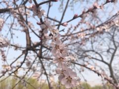 -桃花堤公园