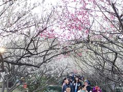 -香雪海