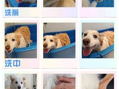 -汪说喵讲宠物乐园宠物酒店(红星美凯龙店)