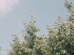 -羊山湖公园