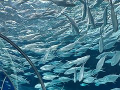 -上海海洋水族馆