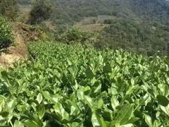 -文雅轩茶叶(锦和越界田林坊店)