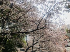 -玛格萝妮比萨屋(四平店)