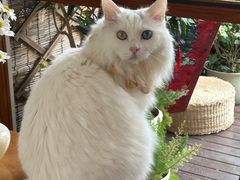 -有猫主题·治愈系猫咖(曾厝垵店)