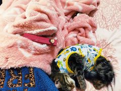 -伟伟宠物医院·CT影像中心·瑞派犬猫综合性门诊(汉口总院)