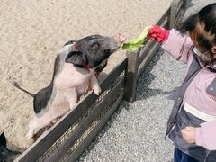 -前小桔亲子创意农场·草莓采摘·露营烧烤