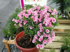 android_upload_pic-上海鲜花港