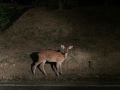 -清迈夜间动物园