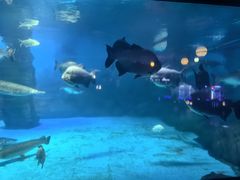 -烟台海昌鲸鲨海洋公园