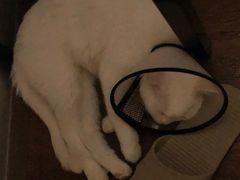 -瑞派康怡24h宠物医院·犬猫医疗中心·微创绝育(瑞景分院)