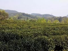 -西湖风景区十里琅珰-五云山