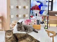 -喵园·猫主题咖啡厅·撸猫·猫咖(国贸店)