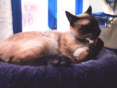 -Sirena海妖日咖夜酒