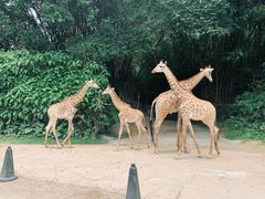 -广州长隆野生动物世界