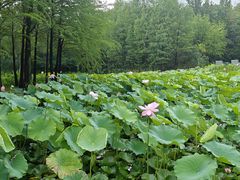 -长广溪湿地公园