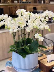 -奥本科技美肤·养生SPA