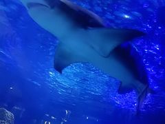 -江和美海洋公园