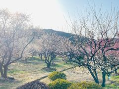 -香雪海