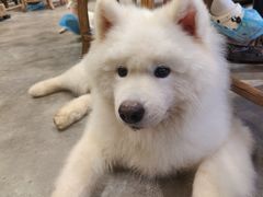 -more than meow吴止猫主题餐厅(承德 中船汇店)