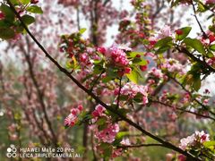 -海棠花溪(元大都城垣遗址公园)