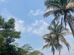 -中国科学院西双版纳热带植物园