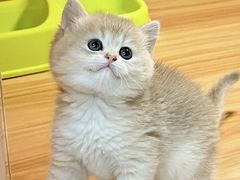 -猫十亿·布偶金渐层·曼基康矮脚猫舍(青年路店)