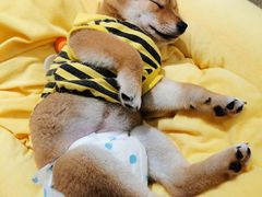 -逗柴咖啡屋·狗咖猫咖宠物桌游