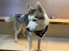 -Husky Go! 哈士奇体验馆·宠物咖啡厅狗咖