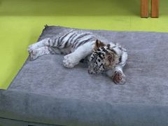 -北京野生动物园