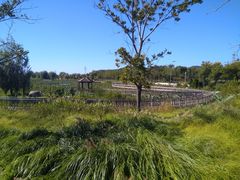 -羊亭河湿地公园