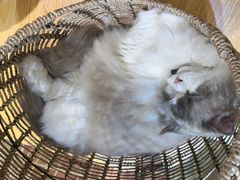 -藏猫猫咖啡主题馆(中央大道店)