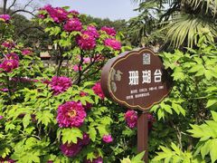 -西苑公园