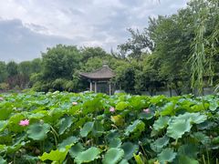 -莲湖公园