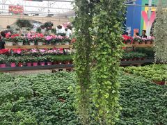 -荷兰花海