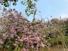 -天鹿湖森林公园
