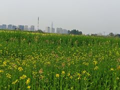 -三圣花乡旅游区