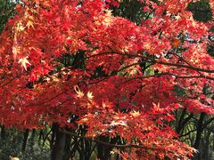 -上海共青森林公园