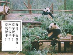 -成都大熊猫繁育研究基地